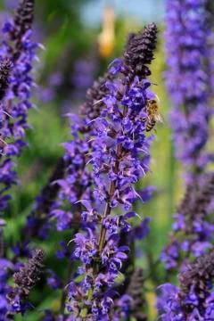 Purple lavender Stock Photos