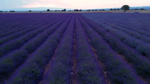Purple Lavender Plants in Perfect Rows at Sunset. Slow Drone Aerial Backwar.. Stock Footage 313452759