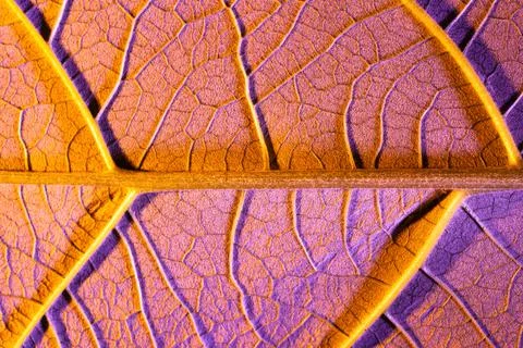 Purple leaf close up, use as background or texture Stock Photos