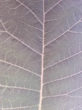 Purple leaf closeup 写真素材