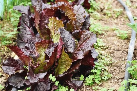 Purple leaf lettuce from the agroecological garden Stock Photos