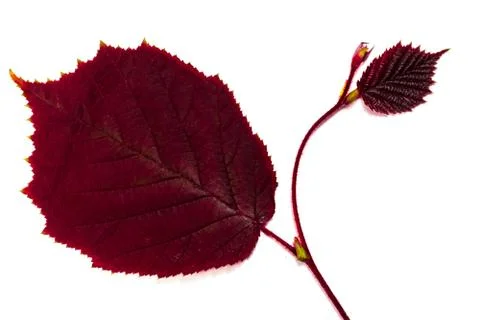 Purple leaf Stock Photos