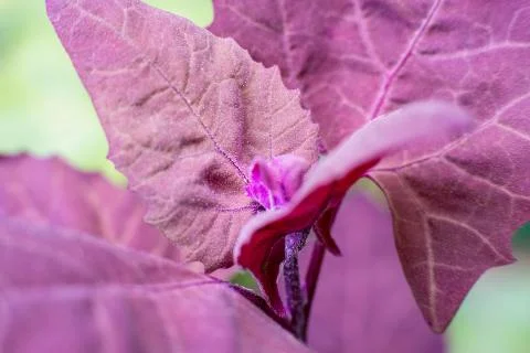 Purple Leaf Foto stock