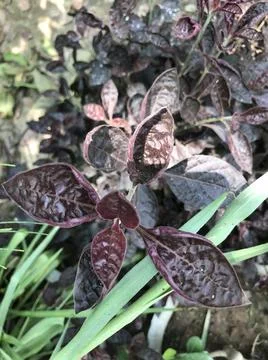 Purple leaf Stock Photos