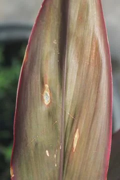 Purple leaf Stock Photos