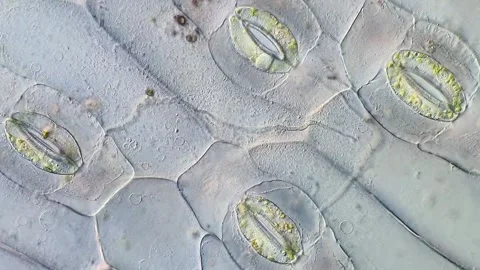 Purple Leaf Plant Stomata Microscopy Footage, 400x magnification Stock-Footage 320375377