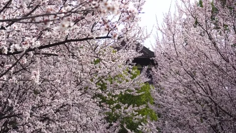 Purple Leaf Plum Blossoms in Spring Scenic Views Stock Footage 320788434