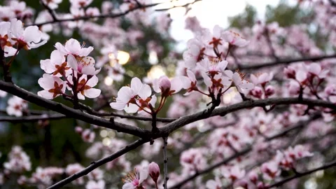 Purple Leaf Plum Blossoms In Spring Botanical Closeup Stock Footage 320855521