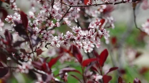 Purple Leaf Sand Cherry Up-close Stock Footage 196519002