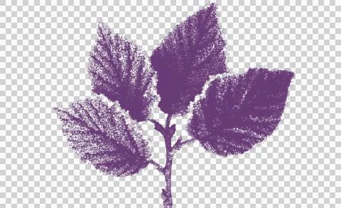 Purple leaf shadow overlay isolated on white background for creative graphic Ilustração Stock