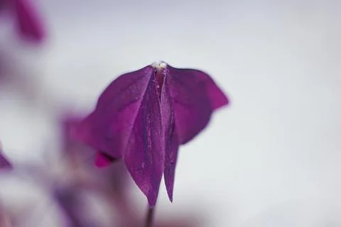 Purple leaf in slow motion Stock Photos