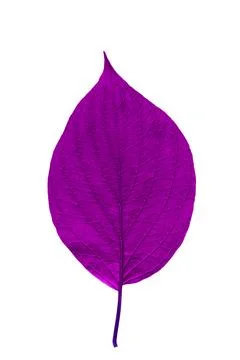 Purple leaf with texture isolated on white Stock Photos