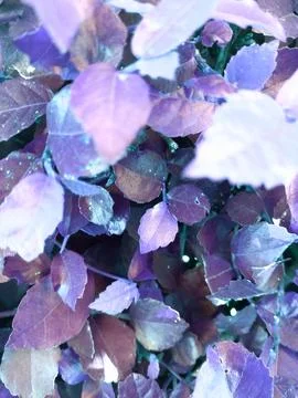 Purple leaf texture Stock Photos