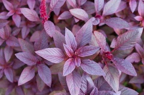 Purple leaf texture for your project Stock Photos
