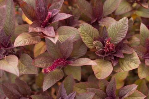 Purple leaf texture for your project Stock Photos