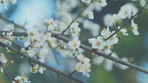 Purple Leaf Tree With Light Flowers. Purple Leaf Plum Blossoms Blooming Stock Footage 262505600