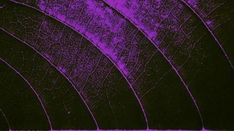 Purple Leaf Vein Pattern Macro Stock Photos