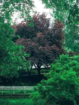 Purple-leafed tree framed by green foliage Stock Photos
