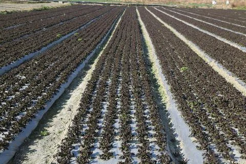 Purple leafy vegetable rows growing under plastic mulch in a cultivated field 库存照片