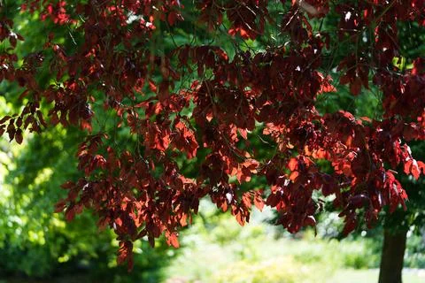 Purple-Leaved European Beech in Sunlight 写真素材