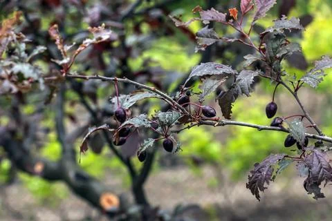 Purple-Leaved Prunus Tree with Small Dark Fruits Stock Photos