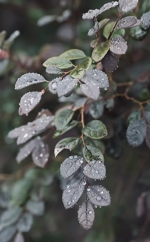 Purple leaves Video stock 168340002