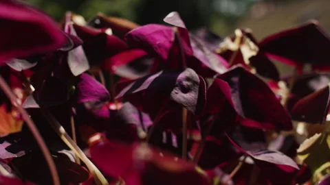 Purple Leaves In Motion Stock Footage 254480965