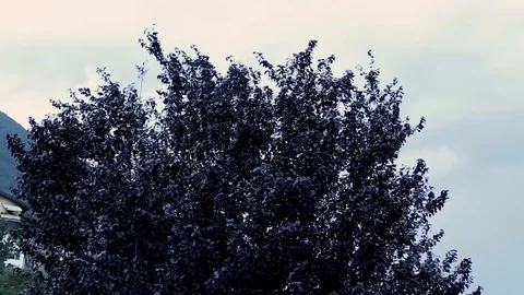 Purple leaves moved by wind Stock Footage 93199265