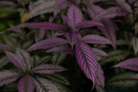 Purple Leaves Stock Photos