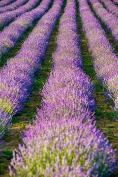 Purple Levander Fields Fotos de archivo