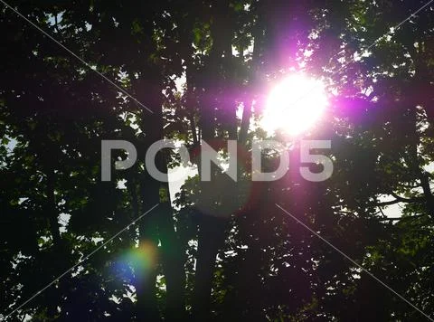 Purple light leak in tree branches background ~ Hi Res #132996138