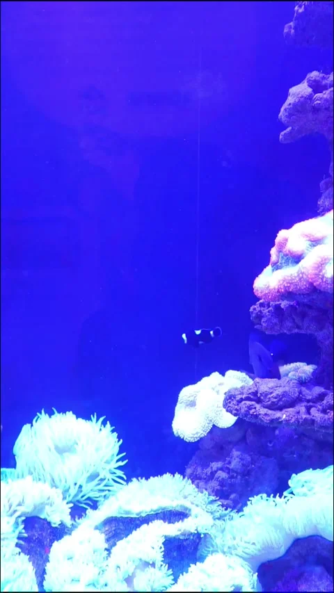 Purple lighting in the aquarium Stock Footage 317998759