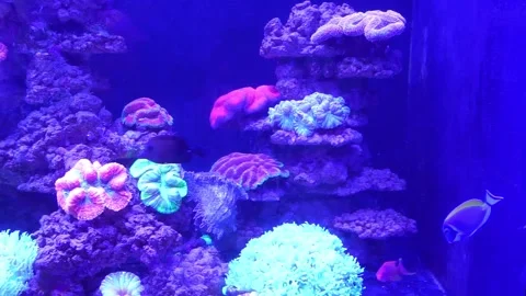Purple lighting in the aquarium Stock Footage 317998769