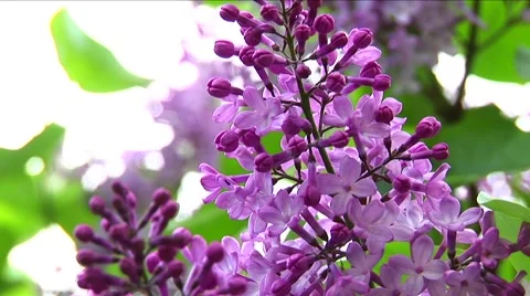 Purple lilac 01 Stock Footage 63822365