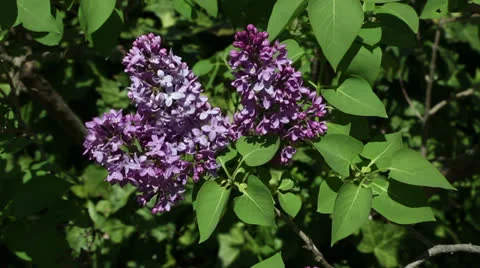 Purple lilac bush Stock Footage 22770057