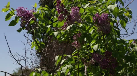 Purple lilac bush Video stock 22770119