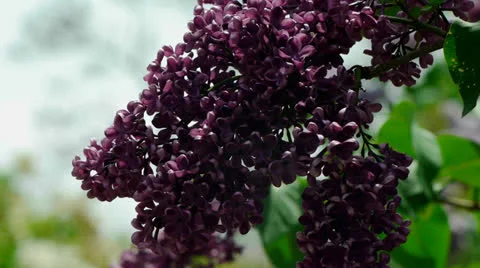 Purple Lilac Cluster 스톡 동영상 23723950