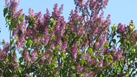 Purple lilac flower Video stock 307851484