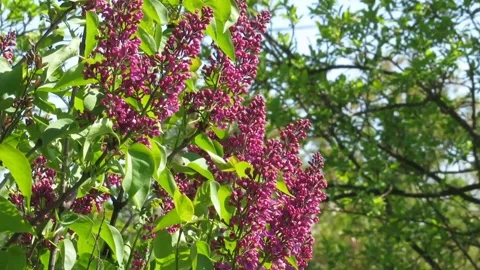 Purple lilac flower Video stock 307851588