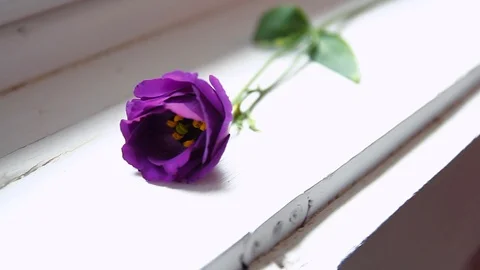 Purple (lilac) flower on the window Stock Footage 102452122