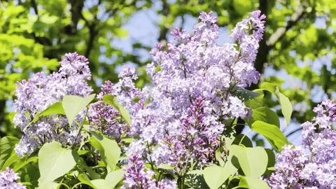 Purple Lilac Flowers Close Up Spring Background 4K HDR. Video stock 333475103