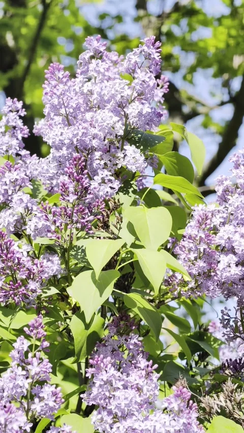 Purple Lilac Flowers Close Up Spring Background 4K vertical video Video stock 333475112