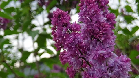 Purple lilac flowers on a tree Stock Footage 129521676