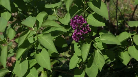 Purple lilac Stock Footage 22770052