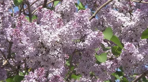 Purple lilac Stock Footage 60222760