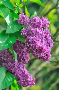 Purple lilac Stock Photos