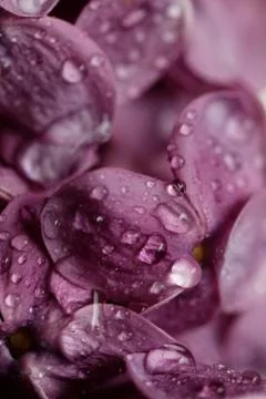 Purple lilac Stock Photos