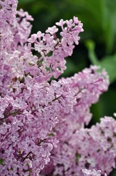 Purple lilac Stock Photos
