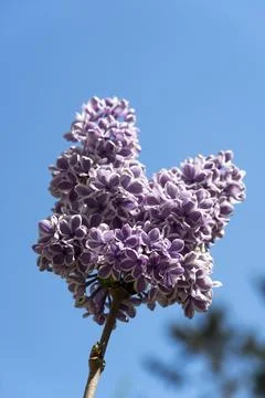 Purple lilac Stock Photos