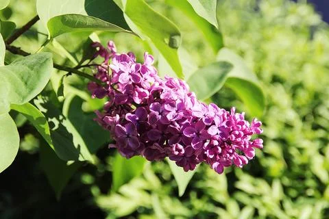 Purple lilac 스톡 사진